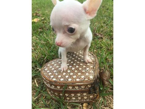 Craigslist houston puppies for sale by owner - craigslist Pets "dogs" in Houston, TX. see also ***Simparica Flea and Ticks for Dogs. $0. Free dogs. $0. Houston White German Shepherd Dogs. $0. College station ... Chorkie …